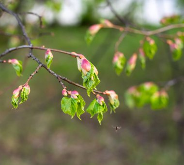 Şiş tomurcuklar, şehrin parklarında ve meydanlarında ilkbahar uyanışı sırasında ilk yapraklar ve çiçekler.