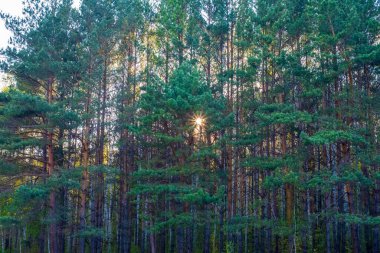 Batan güneşin ışınları çam dallarında parlıyor.