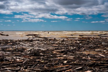 Gölün kıyı şeridi. Düşen günlükler ön planda görülebilir