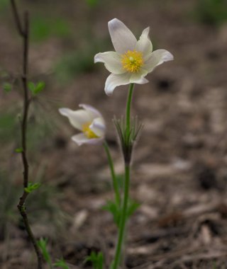 Pulsatilla vernalis 'in bahar beyaz narin çiçekleri.