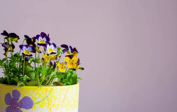 Beautiful Blooming Viola Corneta Purple Yellow Spring Flowers Flower Pot — Stock Photo, Image