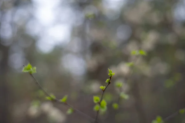 Die Ersten Grünen Zarten Blätter Einem Zweig Naturhintergrund Selektiver Fokus — Stockfoto