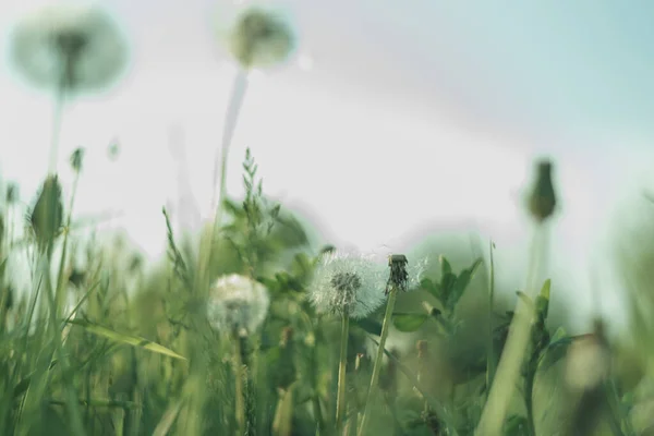 Wazig Achtergrond Van Groen Gras Witte Paardebloemen — Stockfoto