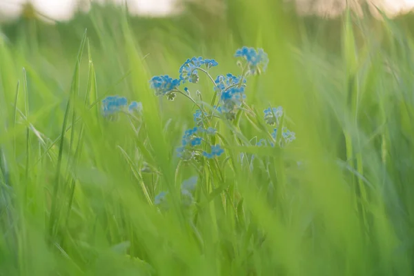 Verschwommener Hintergrund Aus Grünem Gras Und Blauem Vergissmeinnicht — Stockfoto