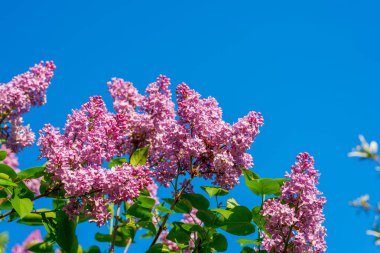 Mor leylak dalları ilkbaharda mavi gökyüzüne karşı.