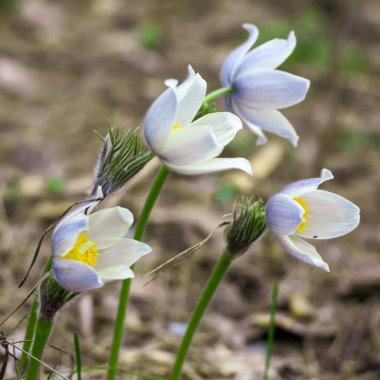 Pulsatilla vernalis 'in bahar beyaz narin çiçekleri.