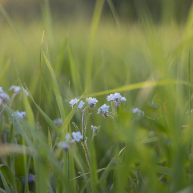 Yeşil çimenlerin bulanık arkaplanı ve mavi unutma beni..