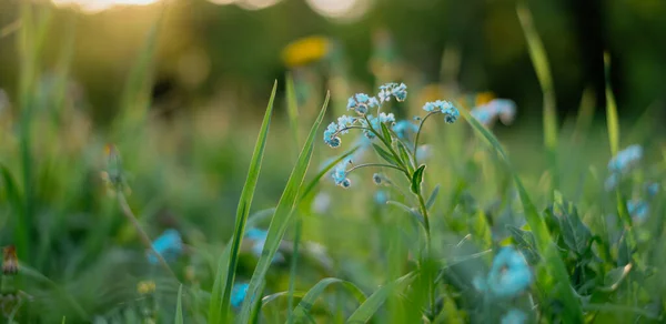 Verschwommener Hintergrund Aus Grünem Gras Und Blauem Vergissmeinnicht — Stockfoto