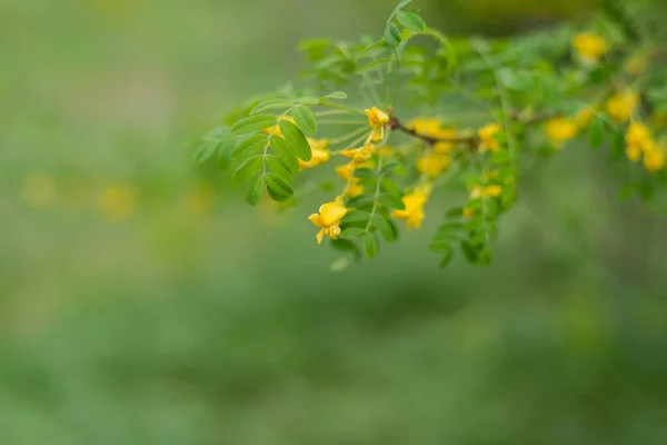 Flores Amarillas Acacia Bosque Primavera Sobre Fondo Hierba Verde — Foto de Stock