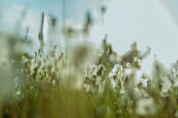 Расплывчатый Фон Зеленой Травы Белых Одуванчиков — стоковое фото