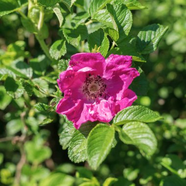 Köpek gülü Rosa Canina doğada büyüyor.