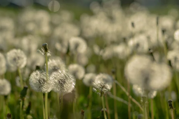 Blurred Background Green Grass White Dandelions — Stock Photo, Image