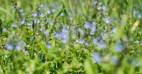 Fundo borrado de grama verde e azul esquecer-me-não — Fotografia de Stock