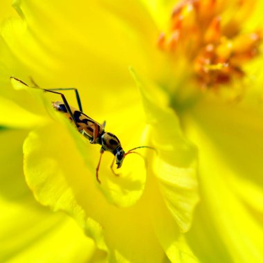 Böcekler üzerinde sarı çiçek
