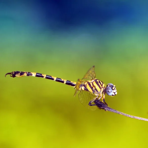 Libelle Auf Blatt Makro — Stockfoto