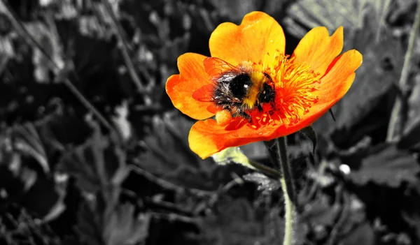 Orangenblüte Mit Hummel Umea Schweden — Stockfoto