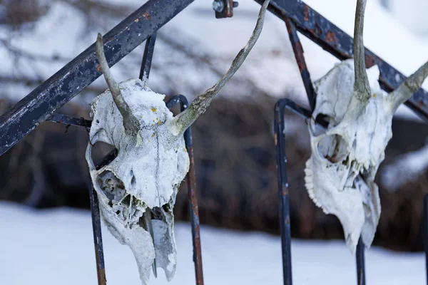 Duas cabeças de esqueleto de animais montados num portão de ferro — Fotografia de Stock