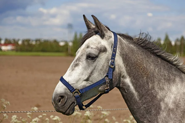 夏の草地で灰色の馬の頭を斑点 — ストック写真