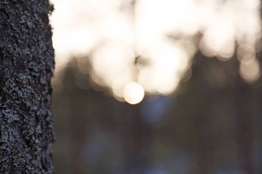 Ön planda ağaç gövdesi ve arka planda bokeh