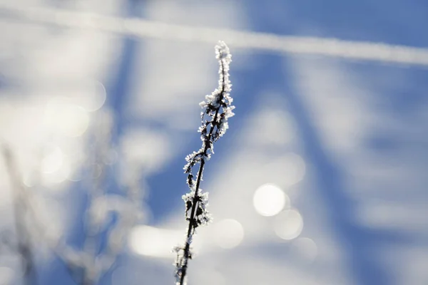 Martwa Gałąź Mrozem Pięknym Zimowym Słońcu Bokeh Tle — Zdjęcie stockowe