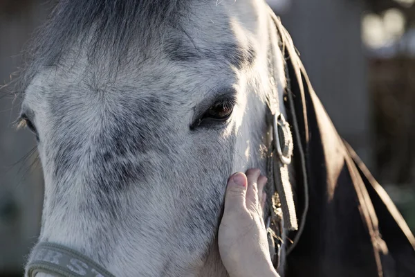 牧草地に立つ馬の前を少女の手が通り過ぎる — ストック写真