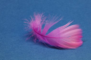 Mavi arka planda Paskalya için pembe tavuk tüyü