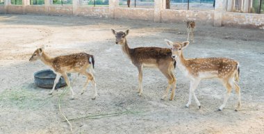  Yerel bir parkta beyaz benekli kahverengi geyik sürüsü. 