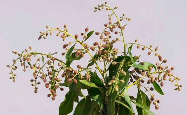 Zbliżenie Conocorpus kwiaty w domu — Zdjęcie stockowe