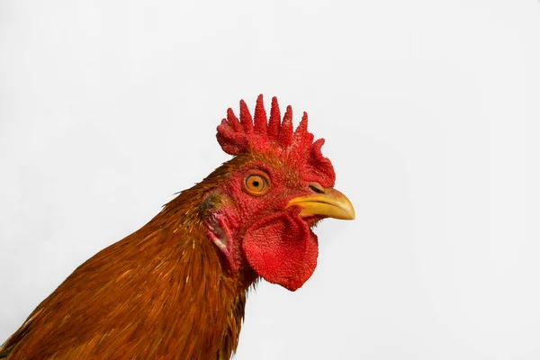 Közeli-ból barna kakas (csirke) fej — Stock Fotó