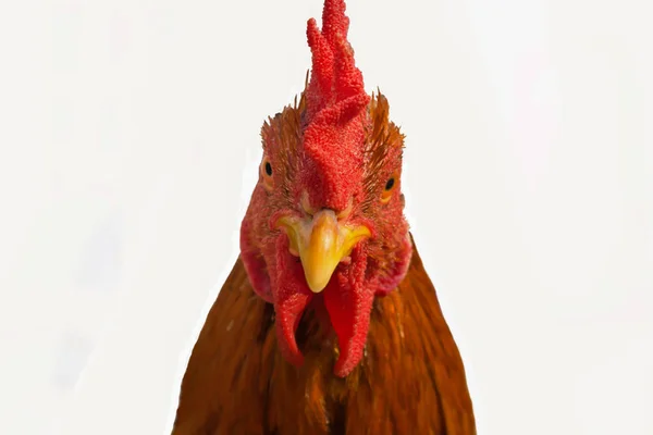 갈색 수탉 ( 닭 ) 의 머리를 가까이 서 본 모습 — 스톡 사진