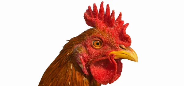 Közelkép az arany barna kakas (csirke) fej — Stock Fotó