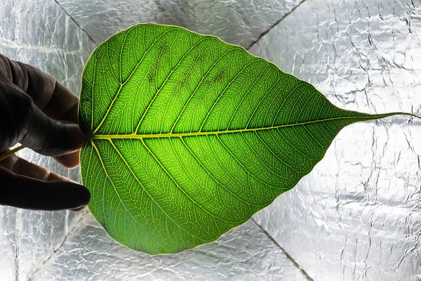 Kutsal incir yaprağının (Ficus religiosa) insan eliyle kapatılması 