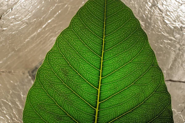 close up of sacred fig leaf(Ficus religiosa) isolated on silwer textured background.saecred fig leaf which is called pipul tree in india and pakistan.