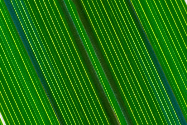 pattern of green date palm leaves for a background