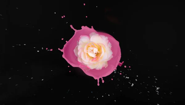 beautiful white rose and pink splash.