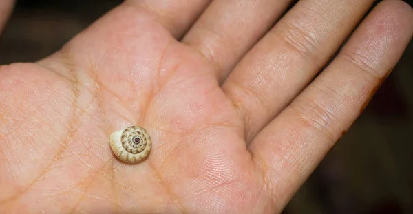 Coquille d'escargot sur une main humaine — Photo