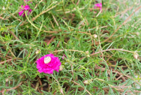 Küçük bir salyangoz kabuğu pembe bir portulaka çiçeğinde