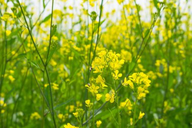 Rapeseed, canola or colza field in Latin Brassica Napus,Mustered