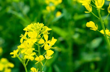 Rapeseed, canola or colza field in Latin Brassica Napus,Mustered