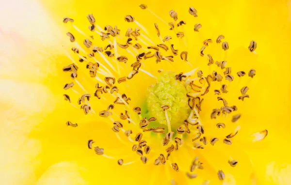 Bir gül çiçeğinin kapanışı seçici odak noktasını bulanık sarı arkaplan ile belirler. Gül çiçeğinin makro görüntüsü.