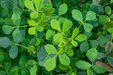 Mısır yoncalarının (Trifolium alexandrinum) resmini kapat, Punjab, Pakistan.