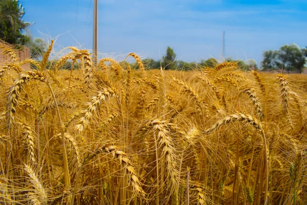 Buğday tarlasının güzel kırsal manzarası. Altın hasat (buğday) ekime hazır, Punjab, Pakistan. Mavi gökyüzü arka planı.