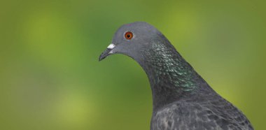 Yeşil arka planda gri yerli güvercin, yan görünüm.