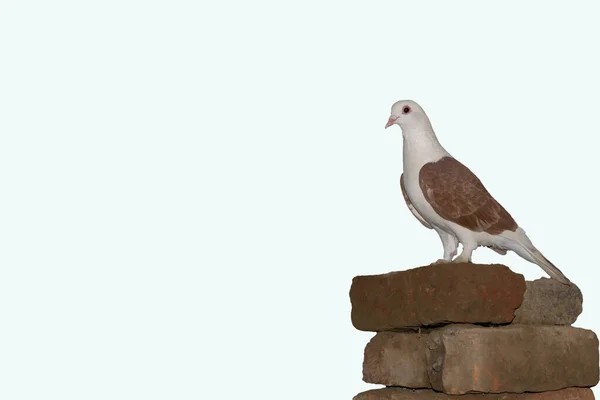 Gros Plan Magnifique Pigeon Blanc Brun Tête Sur Fond Blanc — Photo