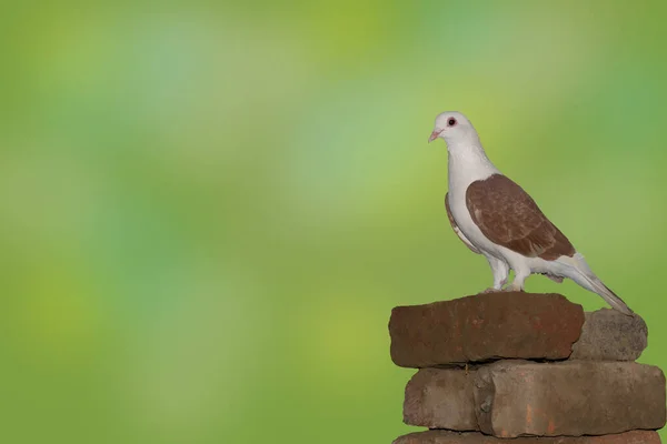 緑の背景に美しい白い頭の茶色の鳩のクローズアップは — ストック写真