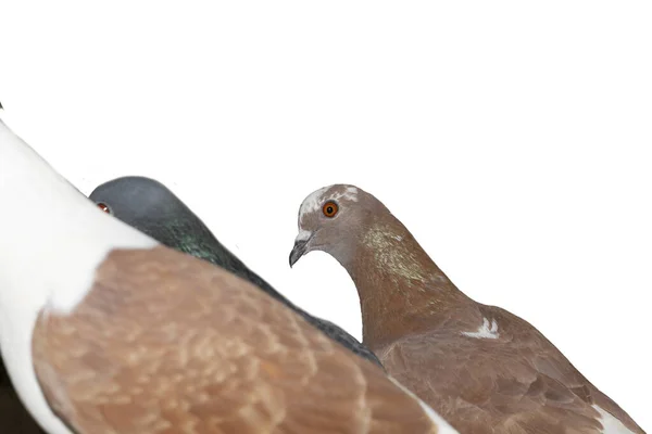 Taubengruppe Auf Weißem Hintergrund — Stockfoto