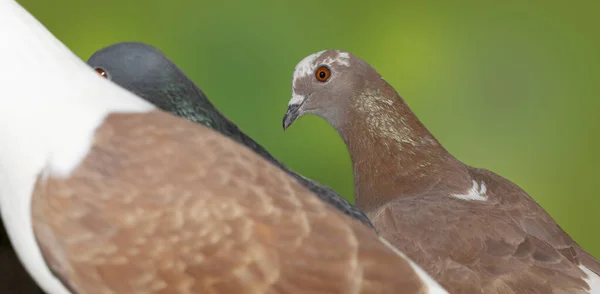 Close Van Groep Duiven Een Groene Wazige Achtergrond Zijaanzicht — Stockfoto