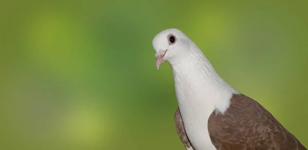 Gros Plan Magnifique Pigeon Blanc Tête Brun Sur Fond Vert — Photo