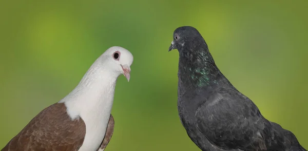 Gros Plan Pigeon Gris Blanc Tête Brun Sur Fond Vert — Photo