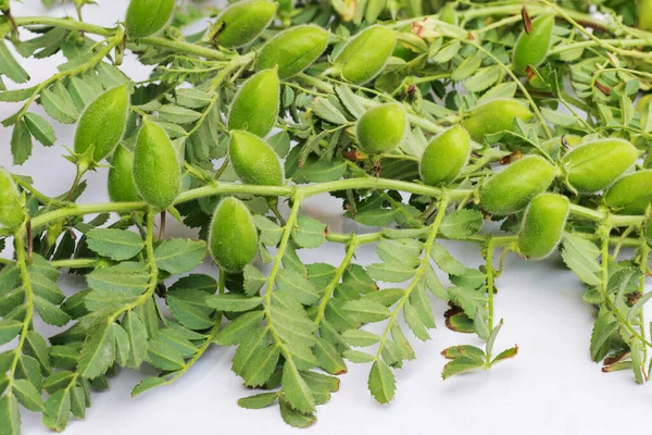 Nahaufnahme Von Cicer Arietinum Green Gramm Pflanzenstamm Isoliert Auf Weißem — Stockfoto